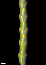 Veronica ochracea. Branchlet. Scale = 1 mm.
 Image: W.M. Malcolm © Te Papa CC-BY-NC 3.0 NZ